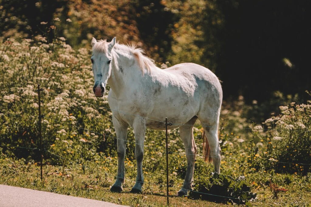 Caballo en medio de la naturaleza.